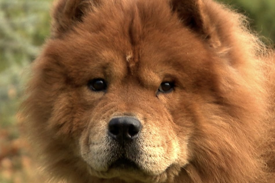 Chow-Chow-Rüde Mischa (4) kann mit der richtigen Erziehung ein treuer Weggefährte sein.