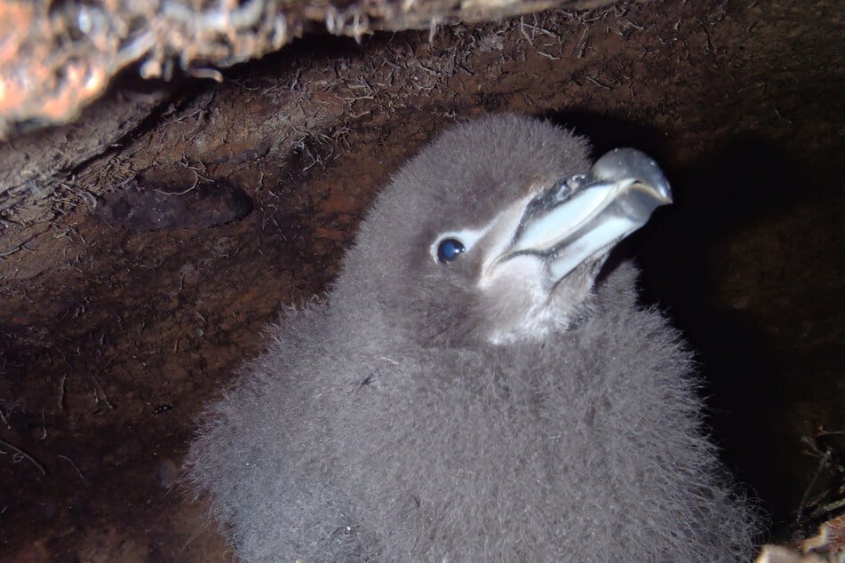 A cute Westland petrel chick peaks out of a burrow.