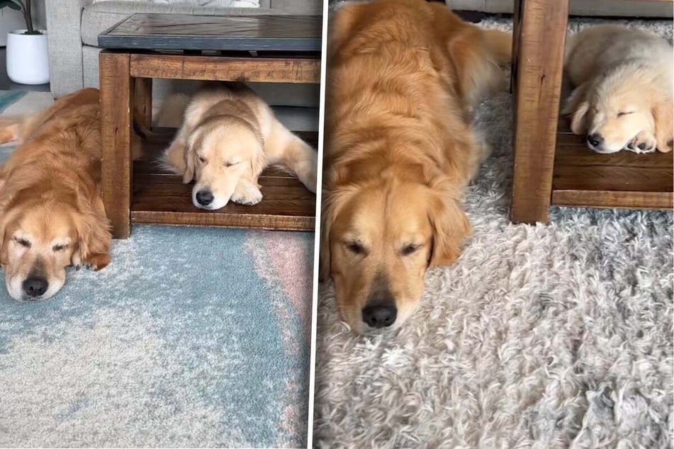 Ellie (l.) and Emma share many special memories around the coffee table, which seems to be why the younger golden retriever can't get enough of it.