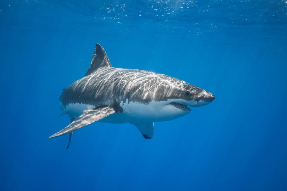 Australia has seen an increase in deadly shark attacks (stock image).