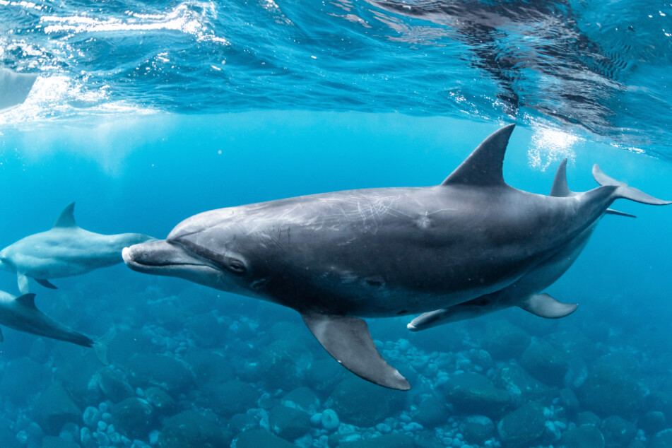 Fischer frisst Delfin und zerstückelt ihn: Den Rest schmeißt er in den Müll
