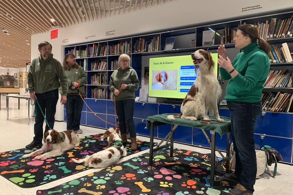 The Museum of the Dog in New York City celebrated St. Patrick's Day a little early this year as they gathered together to celebrate the Irish red and white setter!