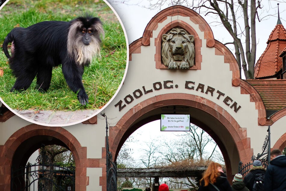 Leipzig: Geklauter Zoo-Affe - Fahnder haben schlimmen Verdacht: Endete Ruma bereits im Kochtopf?