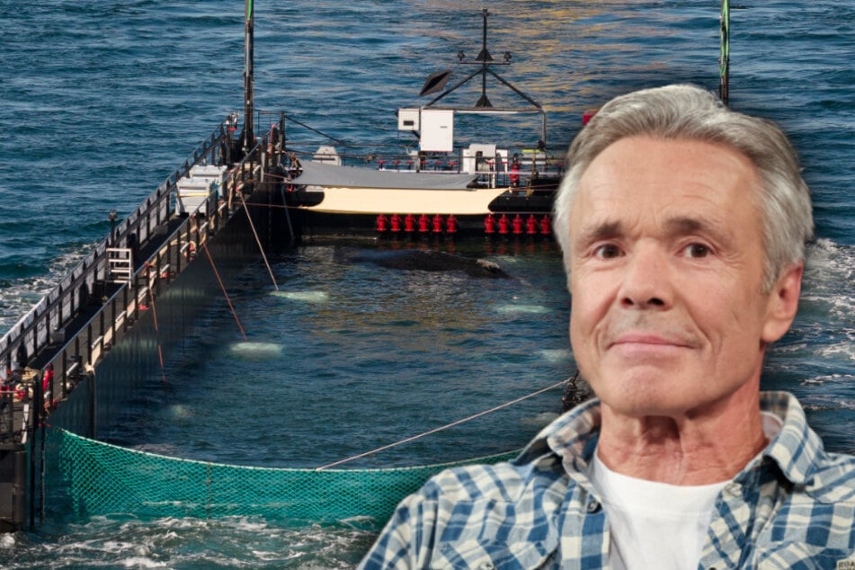 TV-Star und Umweltaktivist kritisiert Rettung von Wal "Timmy": "Der kann das nicht überleben"