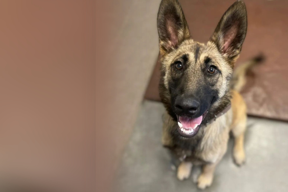 Süßer Hund landet mit nur acht Monaten im Tierheim: Findet Django sein Glück?
