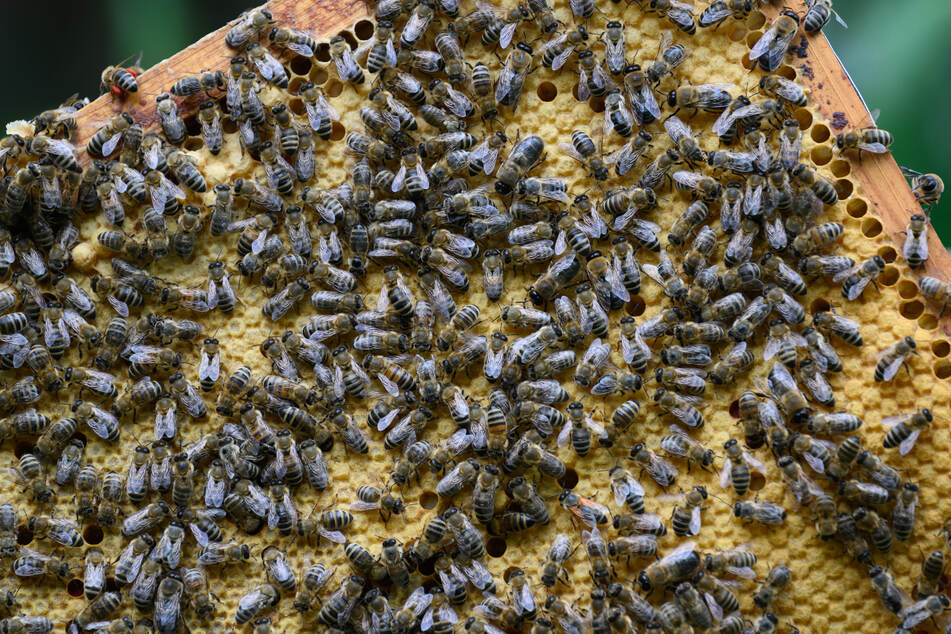 Für Honigbienen können Asiatische Hornissen zur tödlichen Gefahr werden.