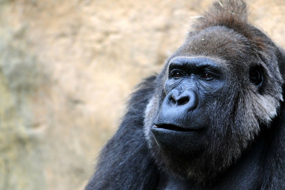 Eight gorillas at the San Diego Zoo already tested positive for Covid-19 in mid-January.