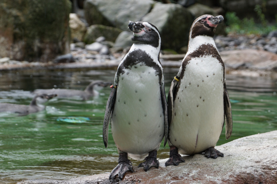 Die Pinguine im Dresdner Zoo erwarten in den nächsten Wochen weitere sieben Minis.
