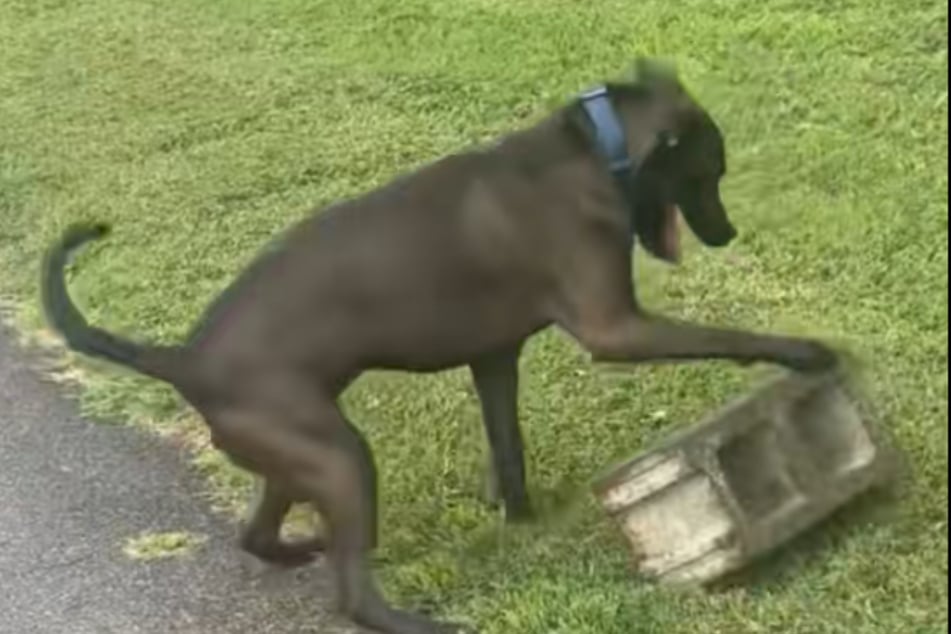 Der Hund ist regelrecht süchtig nach dem Hohlblockstein.