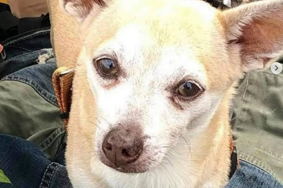 This chihuahua is Pedro's support dog and he was stolen.