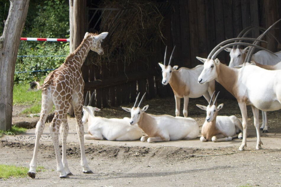 Nach zwei Wochen mit ihrer Mutter lernt die neue Rothschildgiraffe nun Gazellen, Antilopen und Zebras kennen.