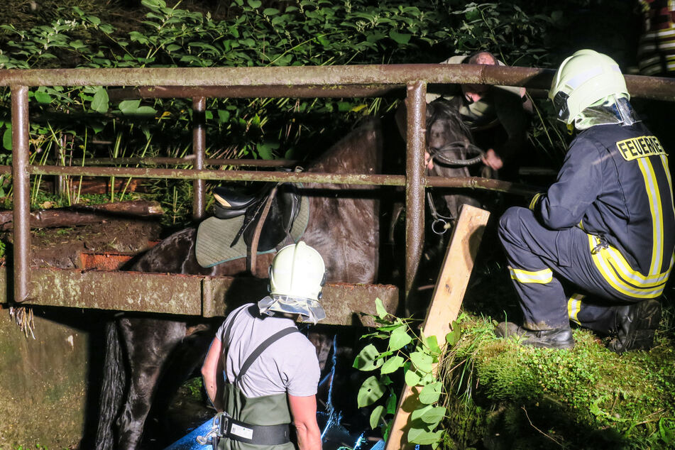 Das Pferd brach in einer Brücke im Bärengrund ein.