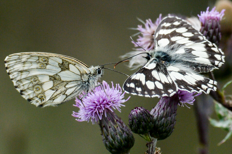 Naturliebhaber in NRW sind von Donnerstag (15. Juni) an zur Teilnahme an der Schmetterlings-Zählaktion des Naturschutzbundes (NABU) aufgerufen.