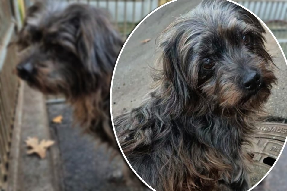 Sie hat Besseres verdient! Darum landete die liebenswerte Lilly im Tierheim