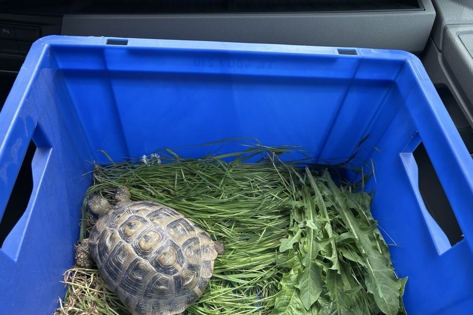 Die Schildkröte wurde mit viel Grünzeug in eine Kiste gesetzt.