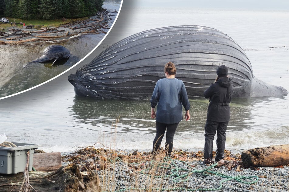 Riesiger Wal angeschwemmt: Aufgedunsener Kadaver droht zu "explodieren"