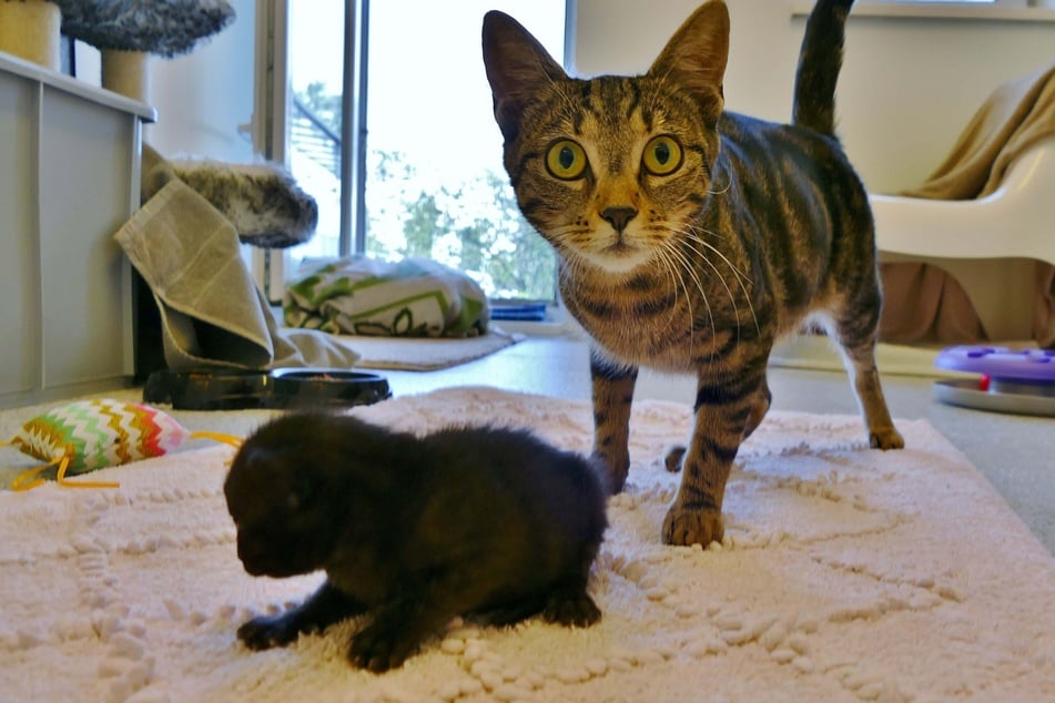 La mamá gato Lila no tenía suficiente leche para sus bebés. Afortunadamente, encontraron un hogar con una mamá adoptiva.