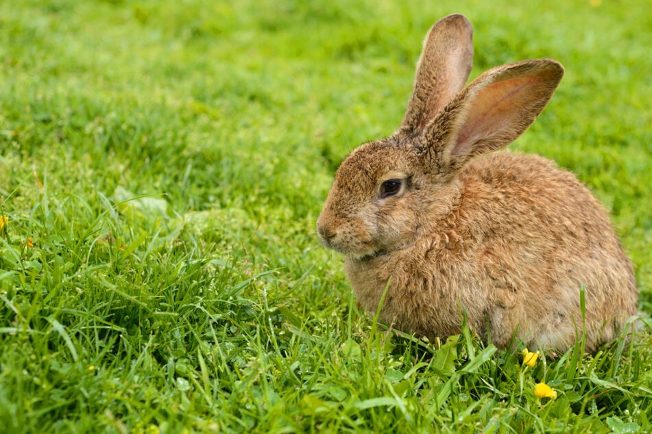 Das Kaninchen zog sich wie durch ein Wunder nur eine blutende Wunde zu (Symbolfoto).