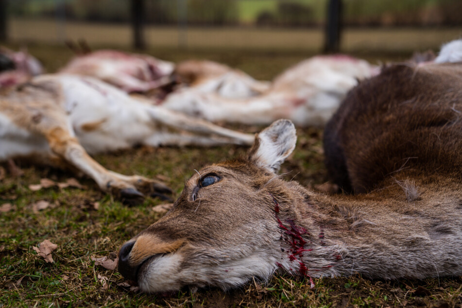 Mehrere gerissene Stück Damwild liegen in einem Wildgehege in Illafeld in Bayern. Die Tiere kamen aller Wahrscheinlichkeit nach bei einem Wolfsangriff zu Tode, denn Spuren deuten auf einen Wolf hin.