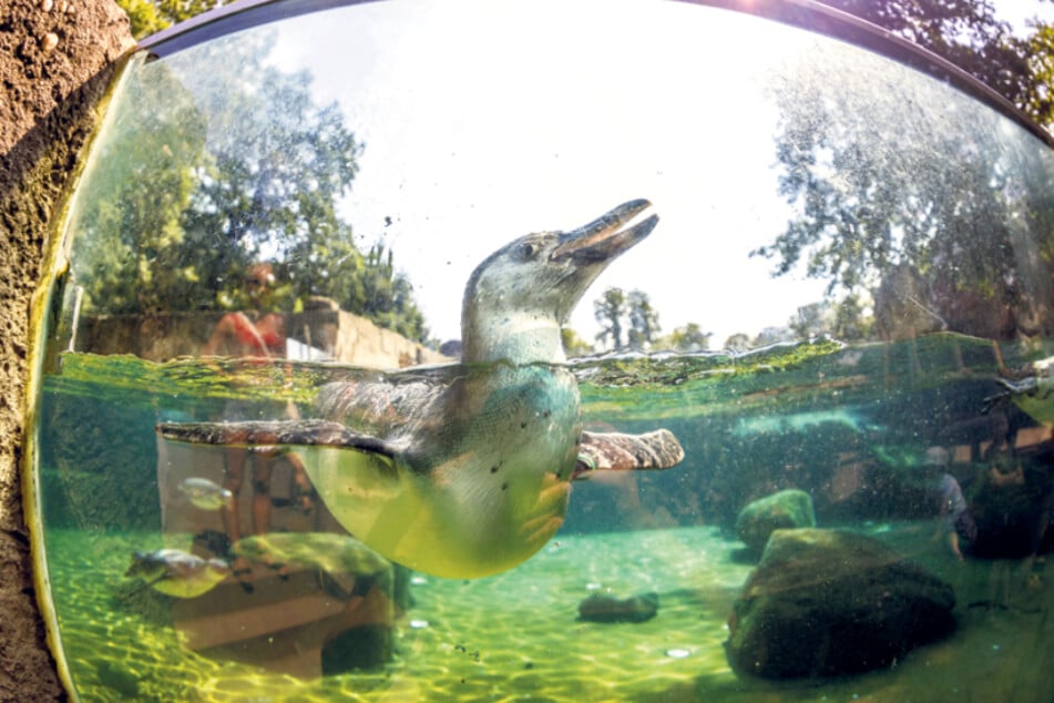 Die Pinguine im Zoo haben freilich ihr eigenes Badebecken und können sich so ganz gut abkühlen.