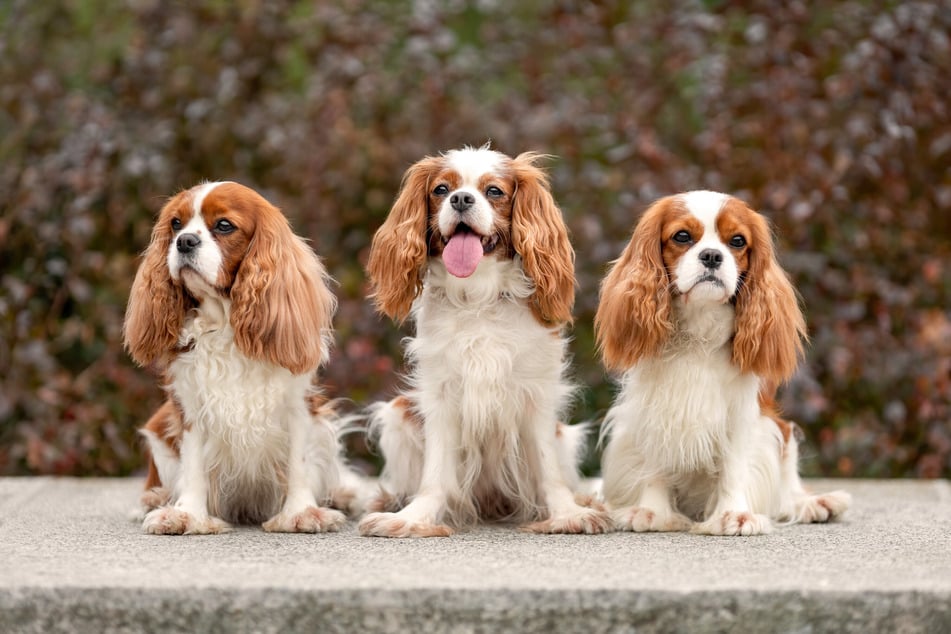 Cavalier King Charles spaniels are some of the cutest and sweetest dogs out there.