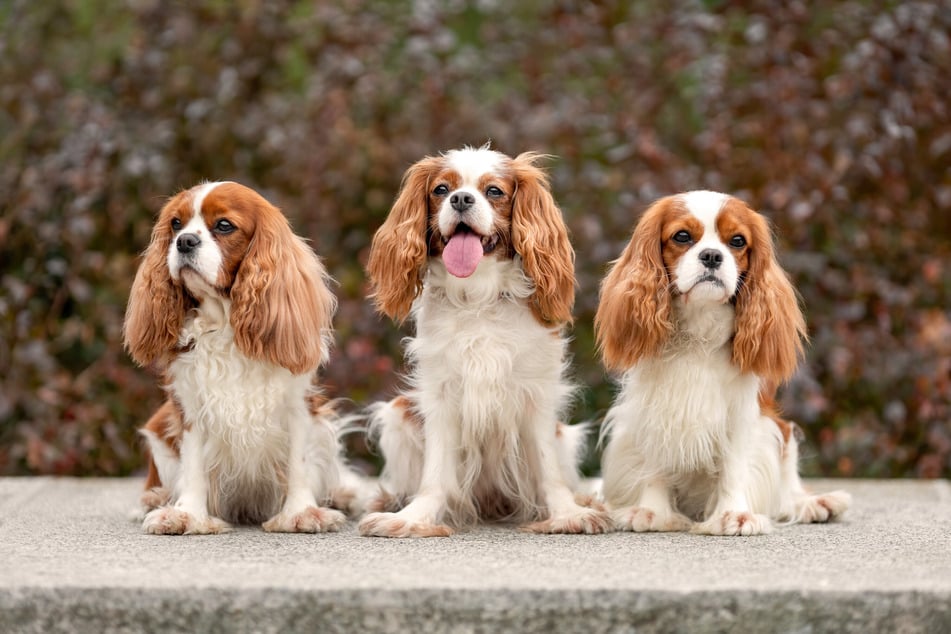 Wusstest Du bereits, dass man Cavalier King Charles Spaniels häufig auf alten Ölgemälden wiederfinden kann?