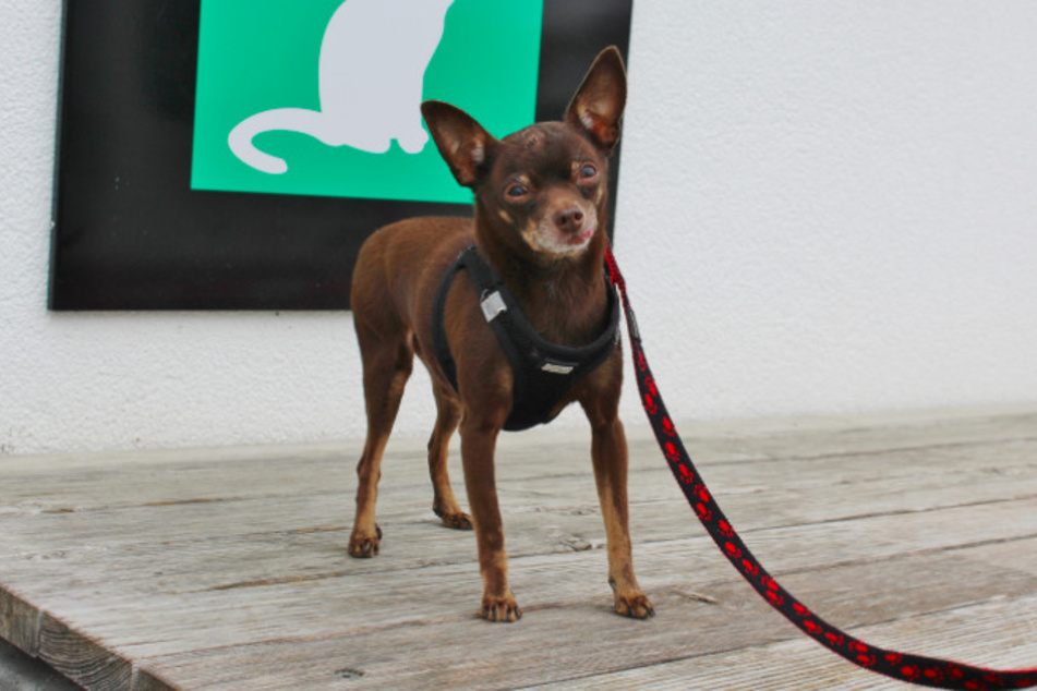 Zwergpinscher Riko.