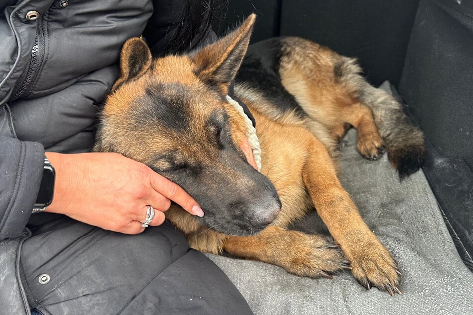 Schäferhündin Pauli konnte geschwächt, aber lebend aus der einsturzgefährdeten Ruine gerettet und in eine Tierklinik gebracht werden.