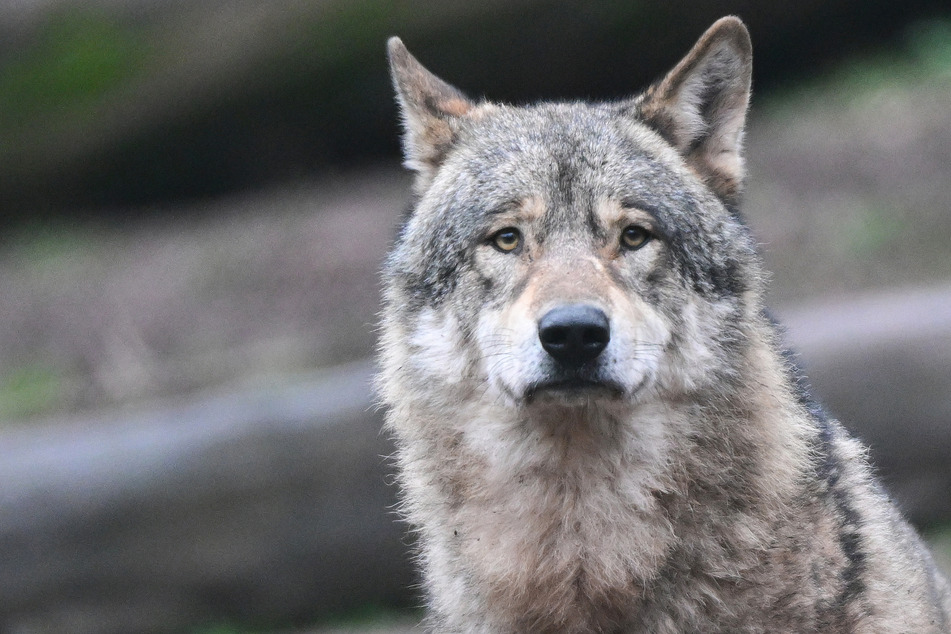 Wölfe sind hierzulande zwar selten gesehene Gäste, doch ab und an lassen sie sich auch im Südwesten blicken. (Symbolbild)