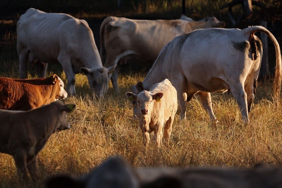 Einige Bauern bringen ihre Tiere früher als geplant zum Schlachthof. (Symbolfoto)