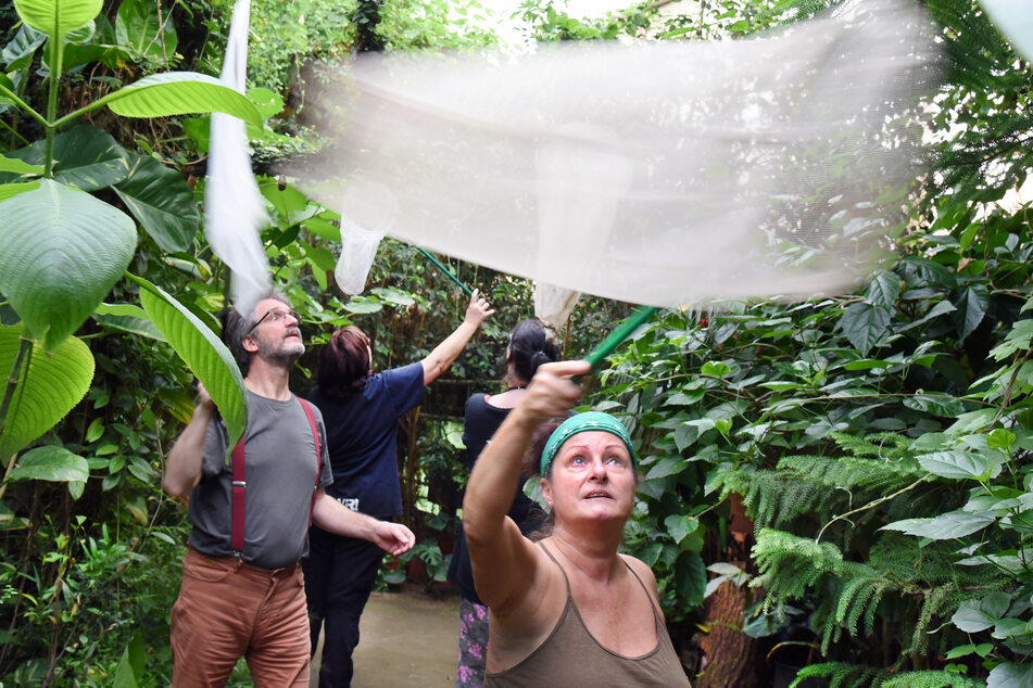 Mit Netzen fangen die Mitarbeiter des Schmetterlingsparks die Falter ein.