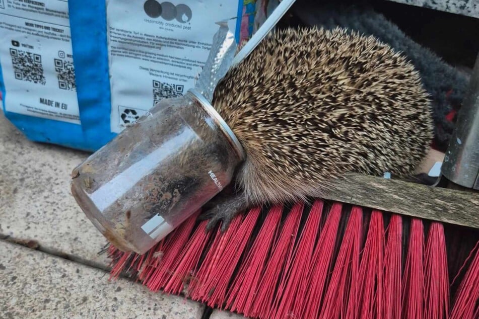 Igel in der Plastikfalle: Eines der Tiere, das seinen Kopf nicht mehr aus den weggeworfenen Bechern befreien konnte.