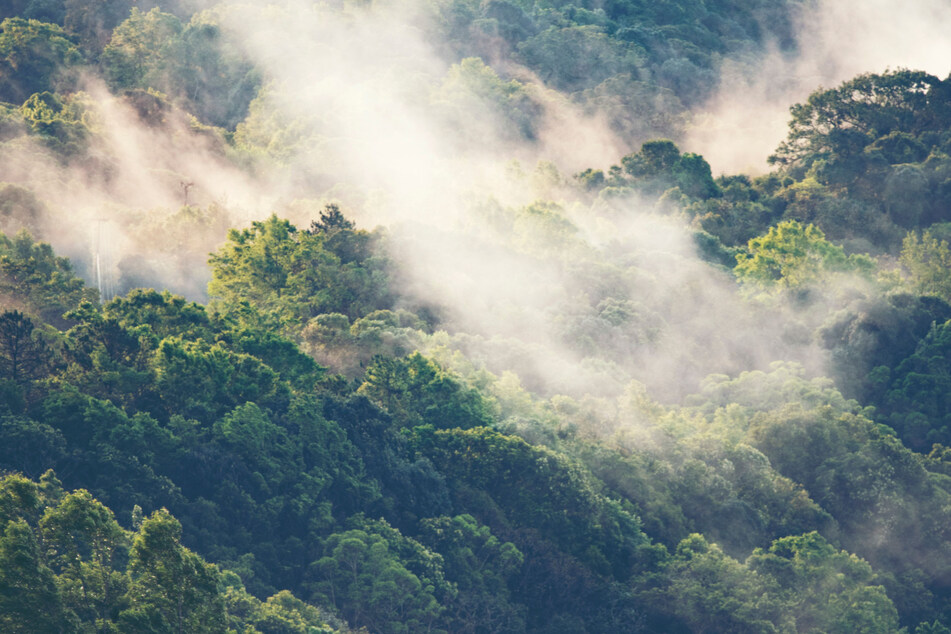 In den Nebelwäldern der Kordilleren in Ecuador wurden die Frösche gefunden.
