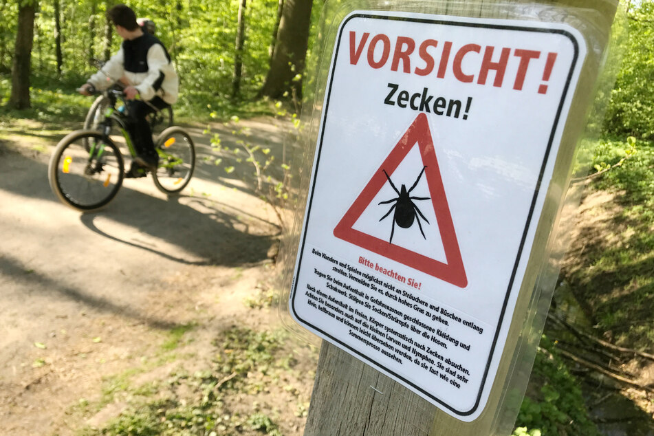 Zecken können FSME und Borreliose übertragen. (Symbolbild)