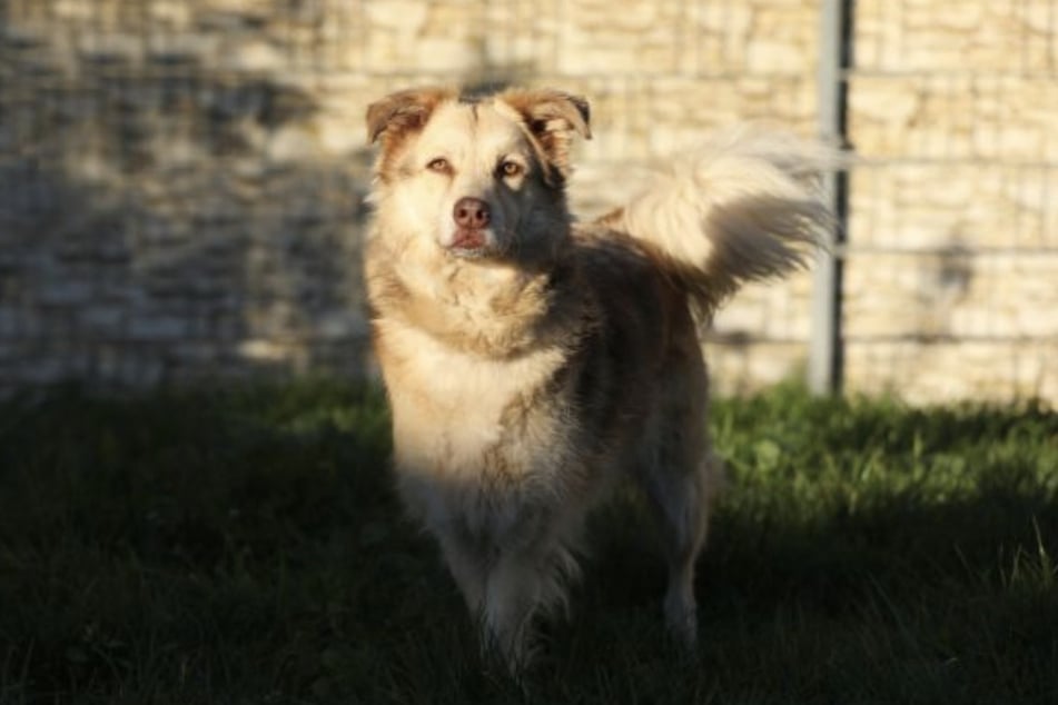 Der Golden Retriever Mix hat schon ein gutes Alter erreicht und ist dennoch sehr fit.