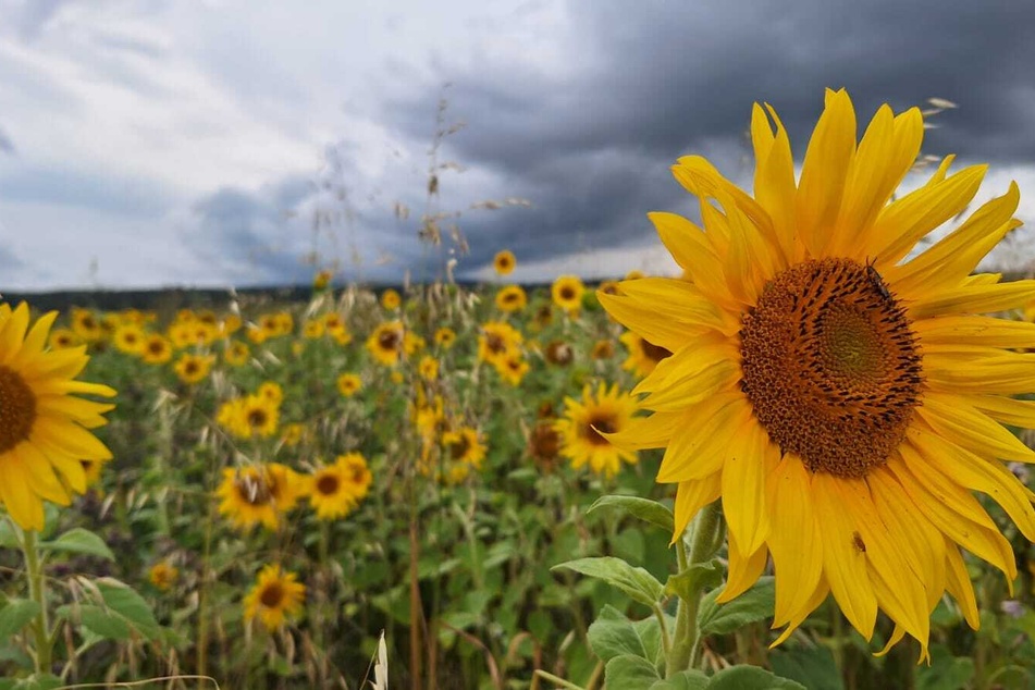 Die neue Woche startet in Thüringen wolkig, es soll aber trocken bleiben. (Archivbild)