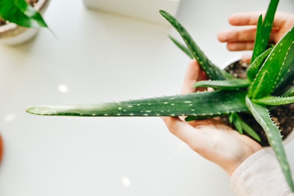 Die Aloe vera ist eine der wohl pflegeleichtesten Zimmerpflanzen.