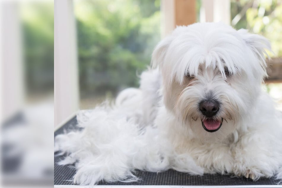 Rough fluff: The best tips and tricks to get rid of dog hair