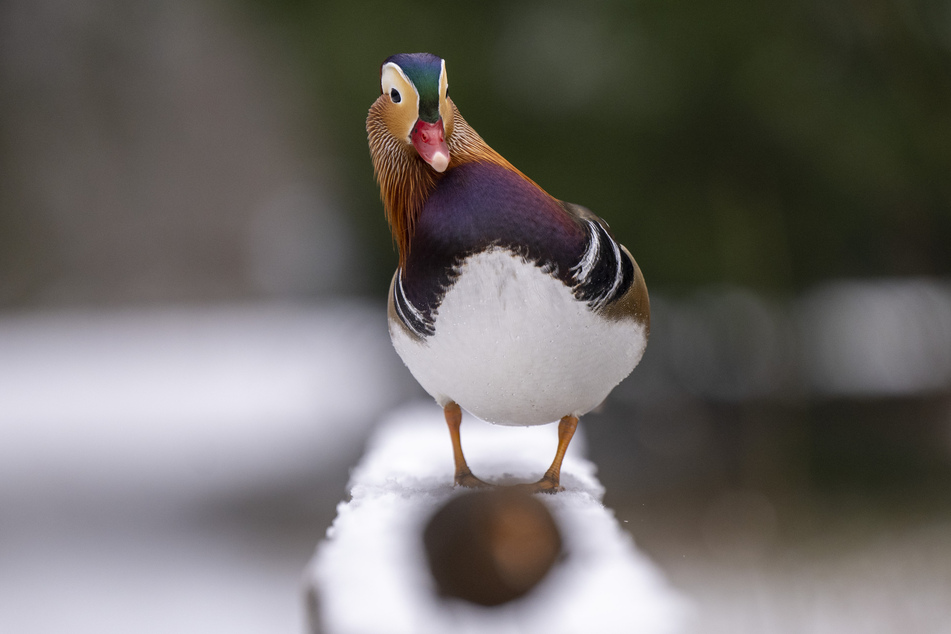 Eine Mandarinente balanciert auf einem mit Schnee bedeckten Brückengeländer. Im Augsburger Zoo wurde in einem der Tiere Vogelgrippe nachgewiesen.