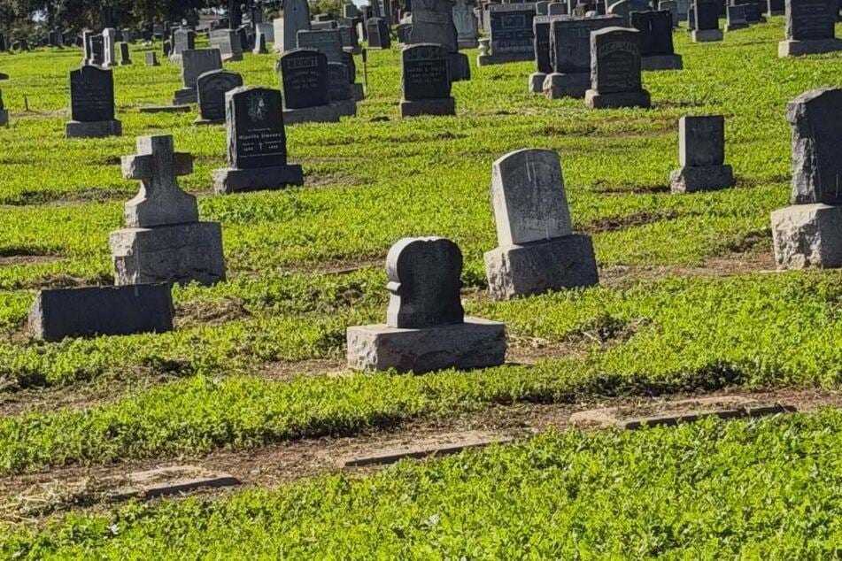 Das Übergangszuhause der Hunde: ein Friedhof in Kalifornien.