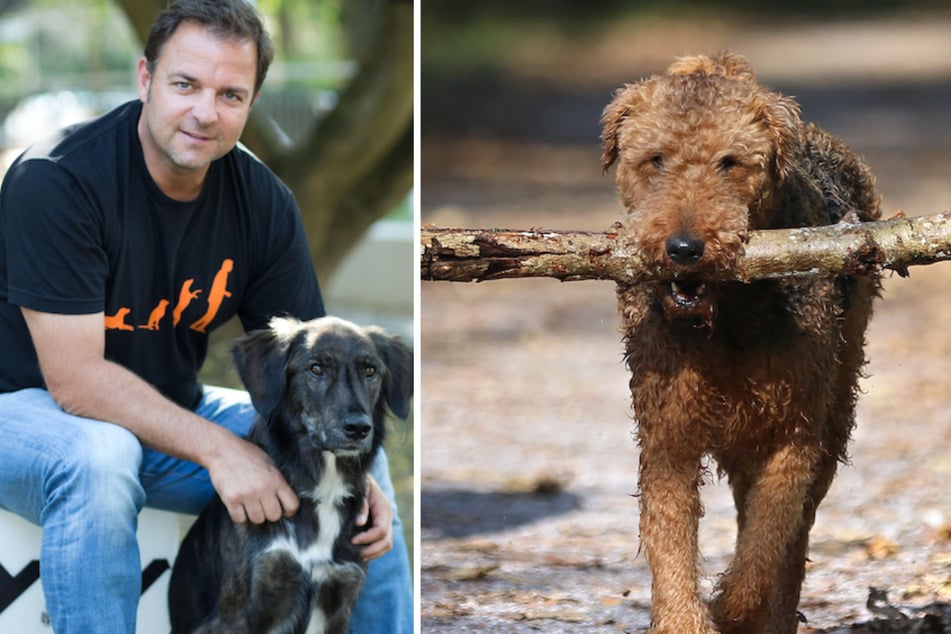 Martin Rütter über Hunde: Stöckchen werfen sofort stoppen