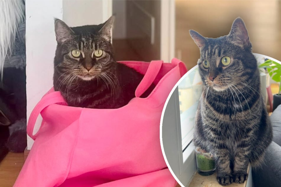 Katze Sila genießt jede Aufmerksamkeit, die sie bekommt.