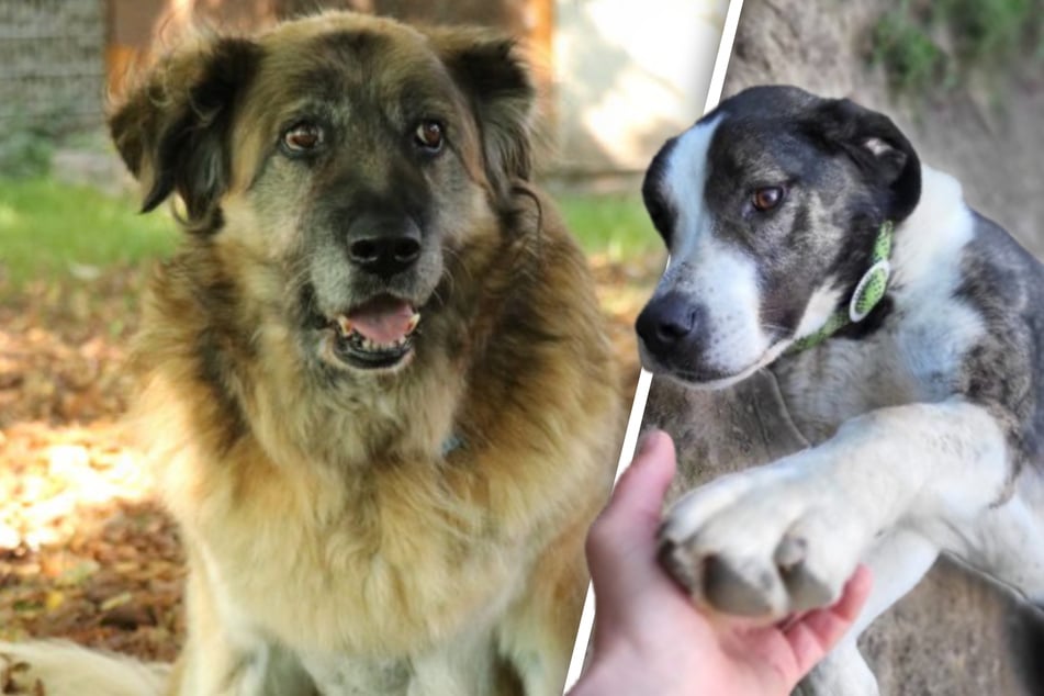 Diese Hunde kämpfen um Liebe: Wer schenkt ihnen endlich ein Zuhause?