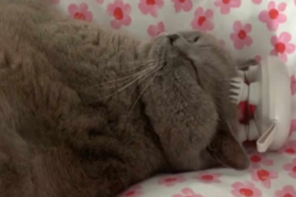 A new video of a completely relaxed cat getting a lovely little head massage has become a viral hit on TikTok, and it's easy to see why – where can we get one of those?!