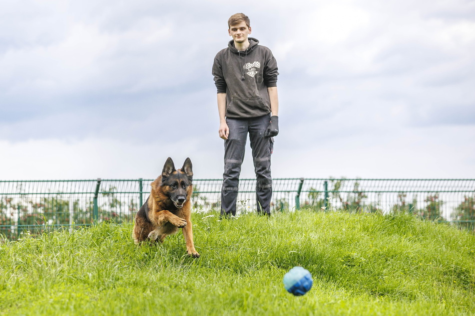 Im Tierheim Pirna spielt Vereins-Chef Leon Geburek (23) mit Schäferhund Hank im Außengatter.