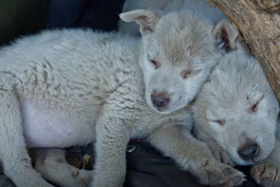 The lonely puppies cuddled up together.