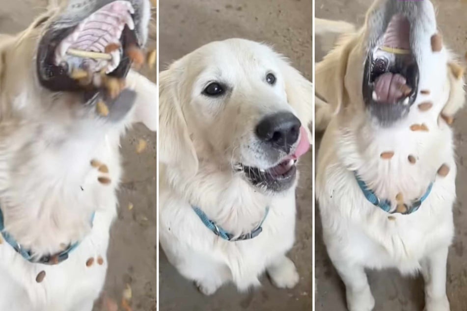 Woman films dog in slow motion: what she discovers in its mouth is disturbing