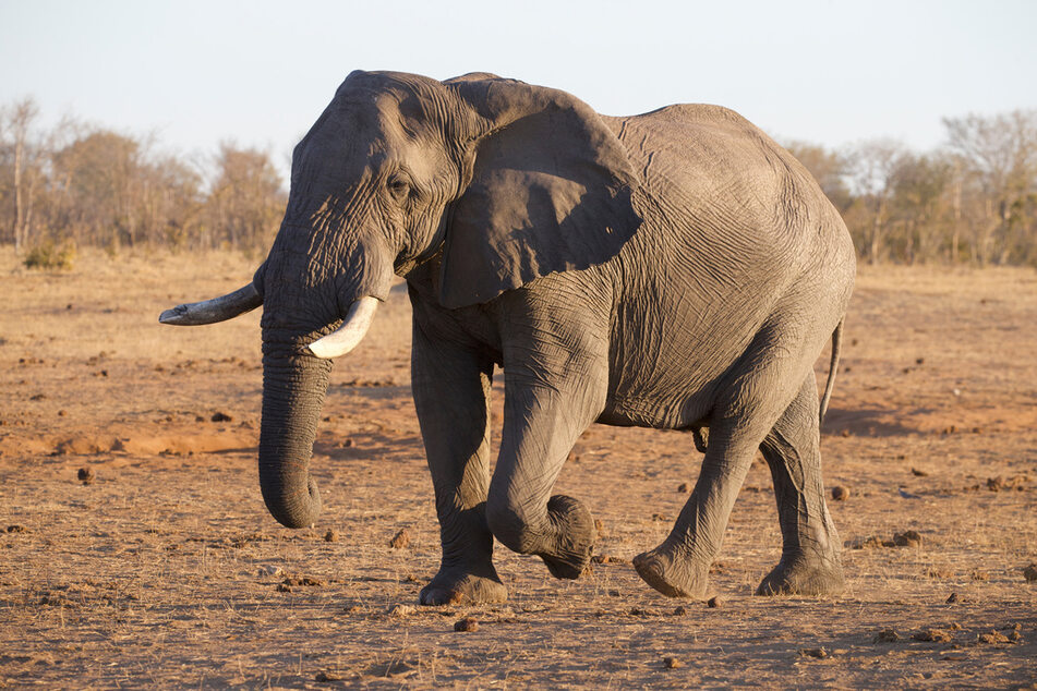 Wüstenelefanten haben sich an die kargen Bedingungen der Namib-Wüste perfekt angepasst. Sie haben breitere Füße und kommen länger als ihre Verwandten aus ohne zu trinken. Eine Wasserstelle ist in der Gluthitze Namibias dennoch immer willkommen.