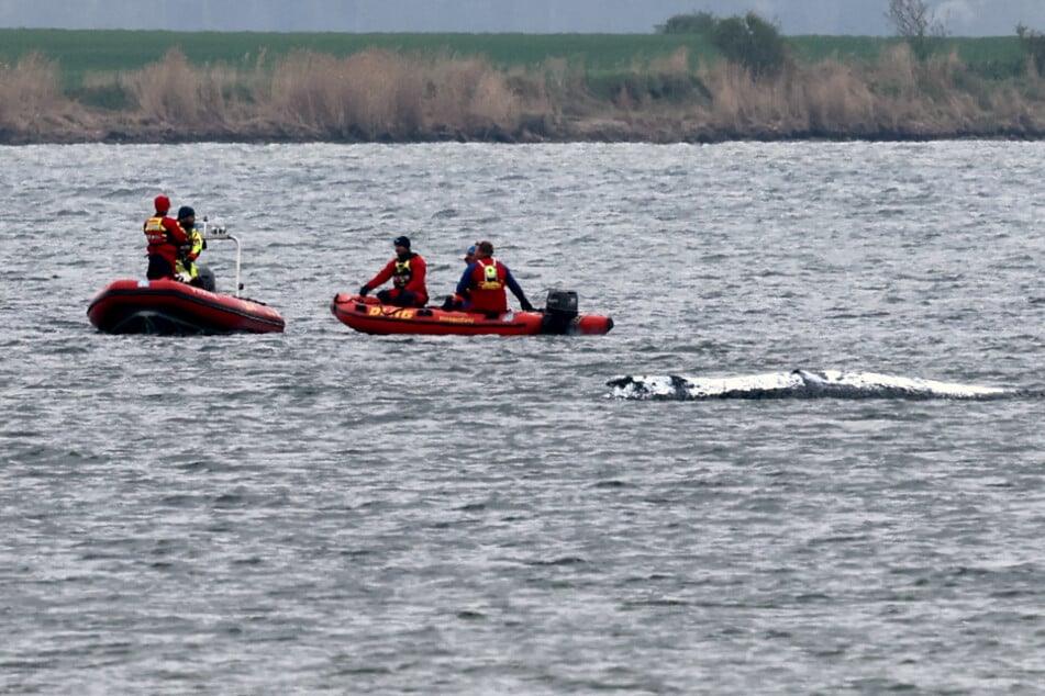 Buckelwal "Timmy" schwimmt! Findet er den Weg zurück nach Hause?