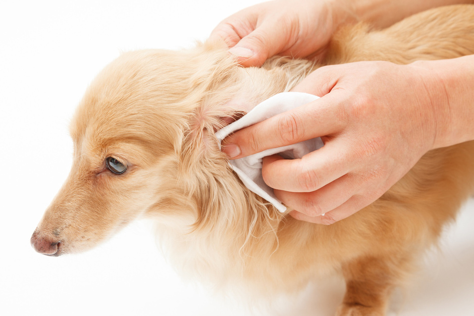 It's important to clean your dog's ears to prevent infections and reduce the risk of disease.
